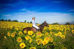 28. Hollamoor Sunflowers