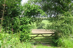 29. A pony paddock