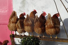 30. Hens on a pole