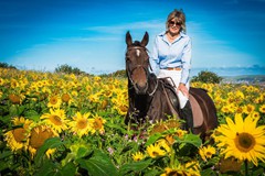 30. Hollamoor Farm Sunfowers