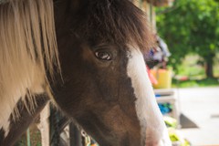 30. Stables