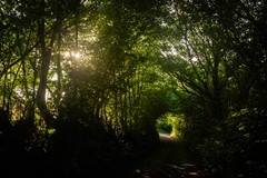 30. The Green Tunnel