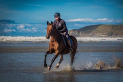 46. Holidays with your horse